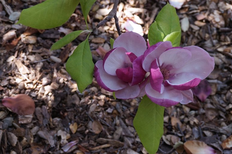 Garden by the Men's Faculty Club