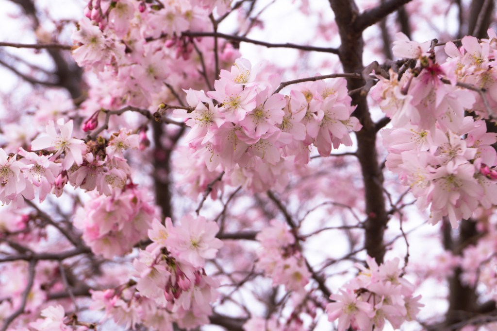 Cherry blossoms in D.C.