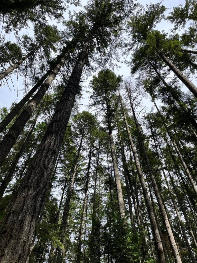 View of trees, looking upward.